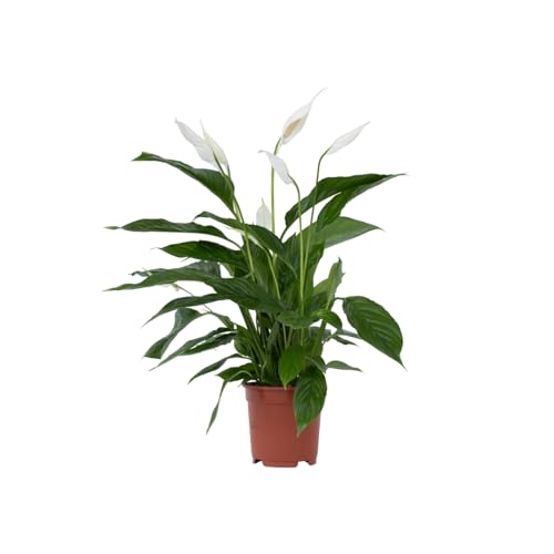 Plant in a Box - Spathiphyllum - Einblatt Zimmerpflanze - Topf 17cm - Höhe 60-75cm - Luftreinigende Zimmerpflanze