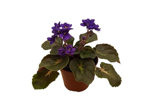 Generic African Violets, 3 Pack, 4-Inch Pots, Assorted Colors, Home/Office Decor