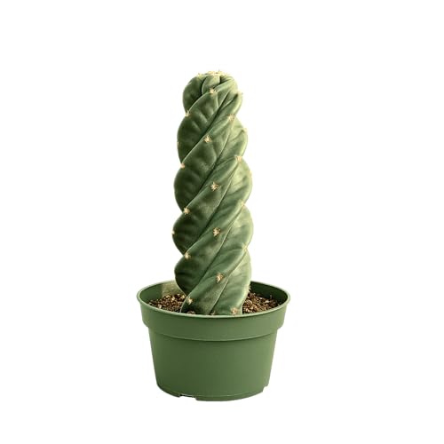 Spiral Cactus – Cereus Validus Spiralis – Rare Live Twisting Succulent, Fast-Growing & Drought-Tolerant – Exotic Statement Plant for Home & Garden (Cereus Validus Spiralis – 6-8 inches Height)