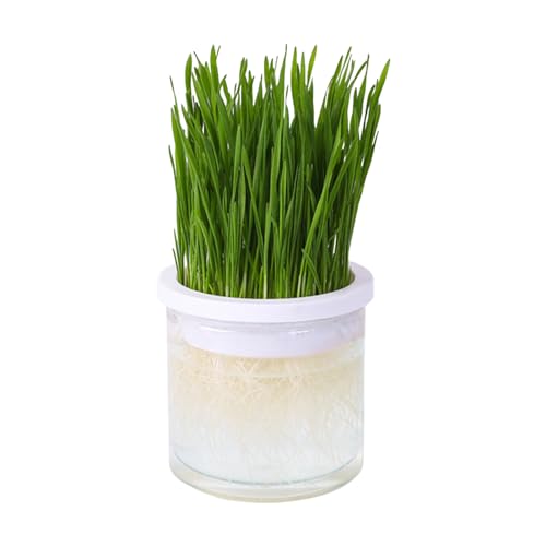 Pot de culture d'herbe à chat, vase hydroponique transparent, boîte d'herbe pour chat, accessoire pour animaux de compagnie, bac de germination pour chats d'intérieur ou d'extérieur, cadeaux