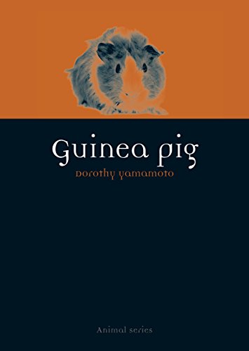 Guinea Pig (Animal)