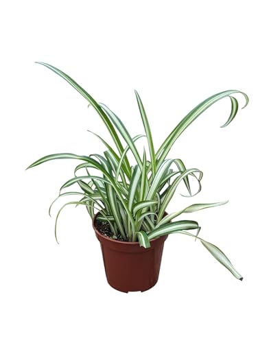 Live Spider Plant, Indoor Houseplant in 4-Inch Pot