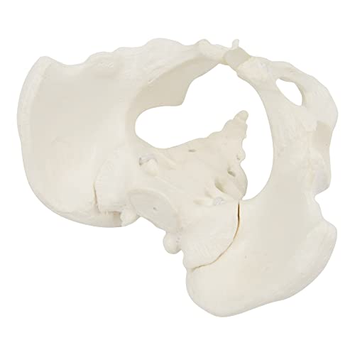 Image of Mini Size Female Pelvis Model, Flexible Anatomy Model, Hip Bone Pelvic Anatomical Model for Science Education Midwife, 15x13x7cm