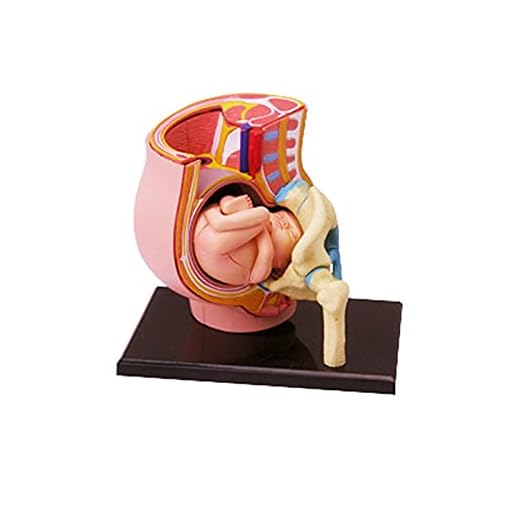 4D Pussel Människan, utbildningsmodellen, Anatomisk modell för mänskligt graviditetsorgan användbar SaiFei