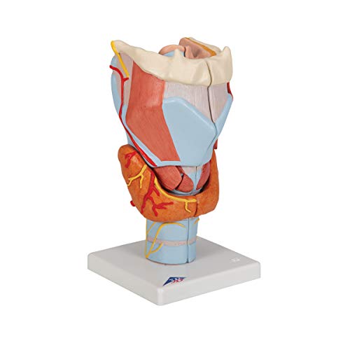 Image of 3B Scientific G21 Larynx 2x life size 7-part - 3B Smart Anatomy