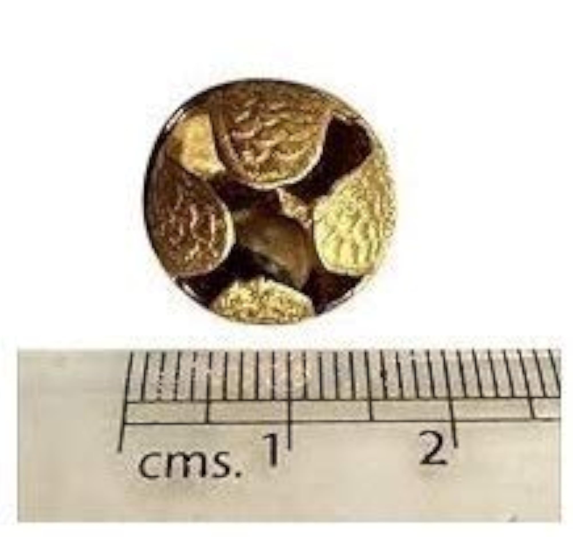 Brass Ghungroo Anklets Bells, 1.6 cm, Pair