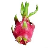 Jonikuper Simuliertes Drachenfruchtmodell für Heimdekoration und Früherziehungsbedarf, realistische PU-Schaum-Obstladen-Dekoration, 20 x 10 cm oder 22 x 12 cm Größe (S)