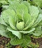 Aamish 25 semillas de hortalizas de berza