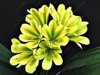 SEMI PLAT AZIENDA-Real semi Clivia, (lampadine Clivia), semi di Fiori, Semente Fiori da giardino in Vaso semi di piante per il giardino di casa 10 pc/Bag 8: Only Seeds