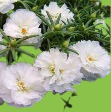 Portulaca Oleracea Live plant with roots of (White) (B0C7VVMNX7) Amazon Price History, Amazon Price Tracker