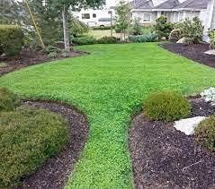 Micro Clover Ground Clover Seeds (2 lbs.)