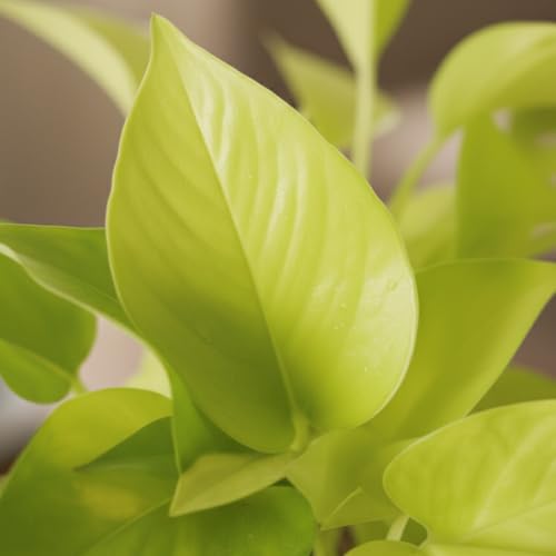 Image of Golden Money Plant Air Purifying Indoor Live Plant Trailing Golden Pothos Vine in a 4-Inch Self-Watering Matte White Pot