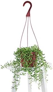 Leaf & Linen | Hanging Collection String of Bananas Senecio Radicans, Fast-Growing Trailing Succulent Indoor/Outdoor Houseplant,