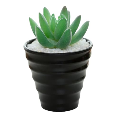 lH~͉iV~[VA PVC ~jAz[EFfBOfXNgbvAWgi^Cv1