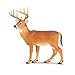 Safari Ltd Wild Safari North American Wildlife Whitetail Buck