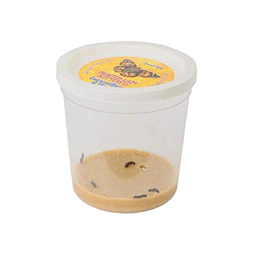 Schmetterlingsgarten inkl. 8-10 Raupen und Zubehör - Zuchtset für Kinder und Erwachsene - Zuhause heimische Distelfalter züchten – Bild 4