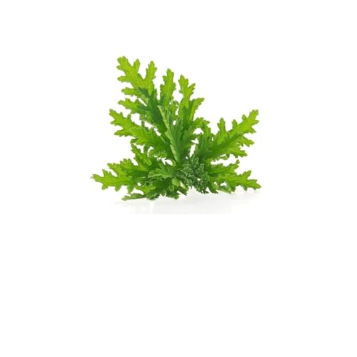 Image of Khadi Citronella Essential Oil 15ml | Pure & Natural Oil | Moisturizes, Nourishes, Deodorizes, Soothes Irritation | Aromatherapy, Skin Care, Hair Care, Massage, Relaxation Oil with Dropper