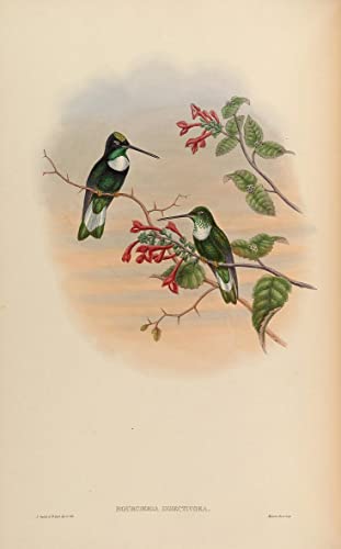 Affiche oiseau John Gould Bourcieria Insectivora impression dart sur toile nature 60x90cm