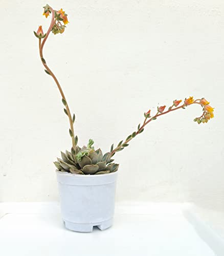 Image of Farm Storey Echeveria elegans succulent, live echeveria plant, live succulent plant