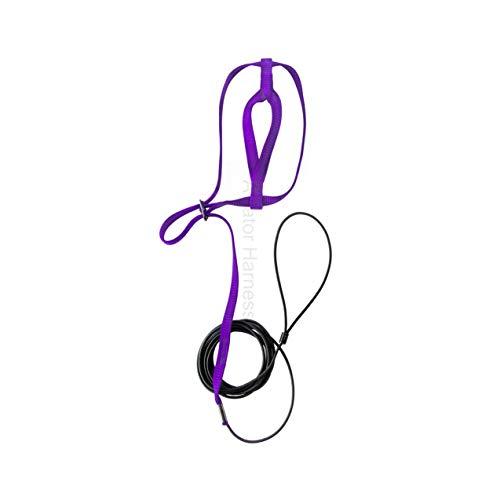 Image of The AVIATOR Pet Bird Harness and Leash: Small Purple