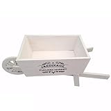 Regalo perfetto per ufficio, casa, hotel, bar, balcone, giardino.