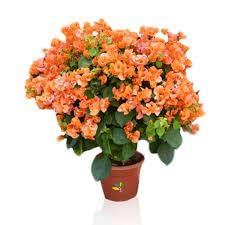 Uniquetree Bougainvillea Flower PlantOrange Glory Orange Color Paper Flower 1 Healthy live plant (B0BZL36GMG) Amazon Price History, Amazon Price Tracker