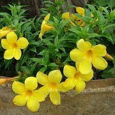 New Fresh 100pcs Big Sale!!! 100pcs Beautiful Allamanda Seeds Rare Flower Seeds Potted Plant DIY Home Garden Generic
