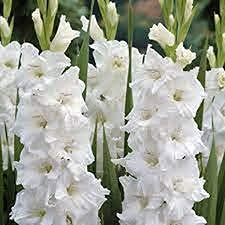 Audbhidhi Flower Bulbs| Gladiolus /sword / natal lily White Bulbs 100% Germination Imported Flower Bulbs For Home Gardening (Pack Of 5 Bulbs)-image-40