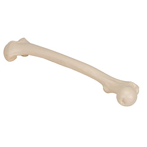 3B Scientific A35/1 Femur-Modell, inkl. anatomischer Software (evtl. nicht in deutscher Sprache) 3B Smart Anatomy