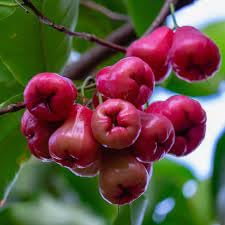 Water apple plant hybrid all seasons (pack of 2) (B0CTCQCTS6) Amazon Price History, Amazon Price Tracker