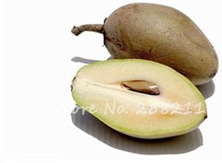 Seeds Hot 20 pcs Sapodilla Seeds External Bonsai Plants agramsero Seed Garden Japanese Fruit Plant Forms Like a Fruit Mango so Delicious 14: Only Seeds