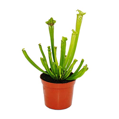 Exotenherz Schlauchpflanze - Sarracenia leucophylla - Fleischfressende...