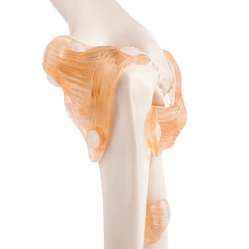 Image of Human Elbow Joint Model with Ligaments ✮ Scientific Life Size with Premium Display Base ✮ Best Teaching Tool for Patient Education & Anatomy Study