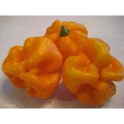Scotch Bonnet Orange Pepper Seeds 40 Pack