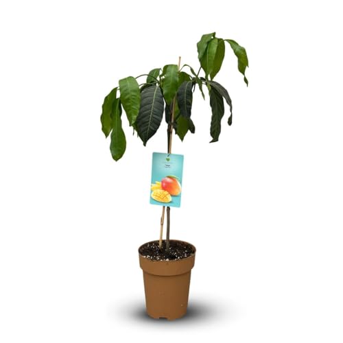 Attitude Jardin - Manguier - mangifera indica - arbre fruitier exotique - 90-100 cm - ⌀ 22 cm