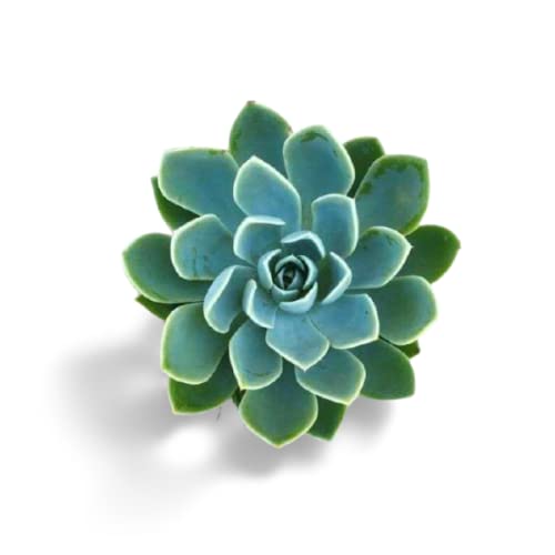 OhhSome Succulent Plant Echeveria Elegans,Blue Succulentlive Lucky Plants Live For Garden - Table Décor |Decoration (Healthy Plant) (B09K4FCYTP) Amazon Price History, Amazon Price Tracker