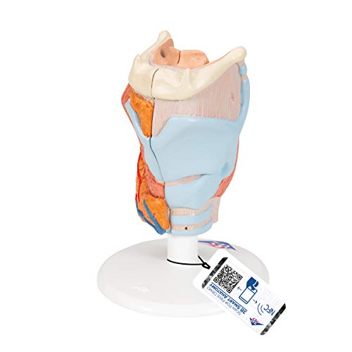 Image of 3B Scientific G22 Larynx 2-Part - 3B Smart Anatomy