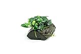 SubstrateSource Live Planted Decor - Anubias Nana...