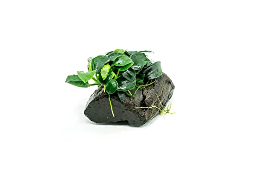 SubstrateSource Live Planted Decor - Anubias Nana...