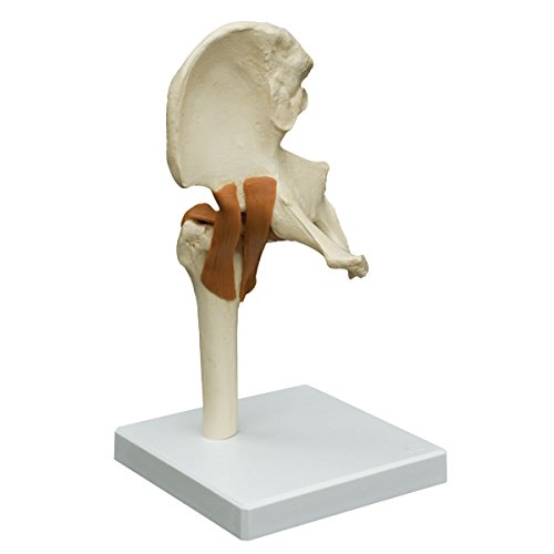 Image of Hip Model