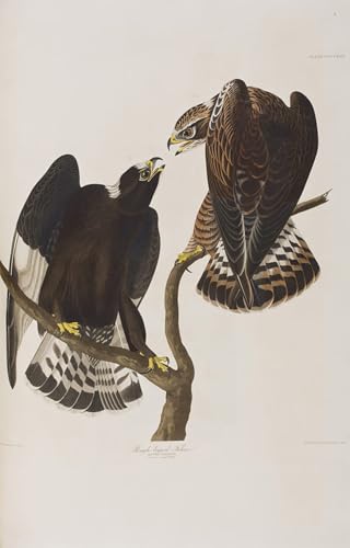 Art Poster Pour les Décorations pour la Maison oiseaux 60x90