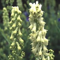 Just Seed - Flower - Aconitum vulparia - 40 Seeds - Unusual