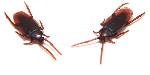 Time Roaming Fake Roach Pranks Plastic Cockroaches Gag Gifts, Pack Of 24 #TOP28