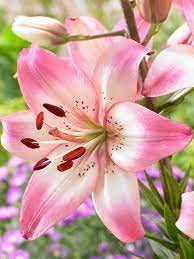 Asiatic Lily Plant Live BY Zabbus Pink Color-image-35