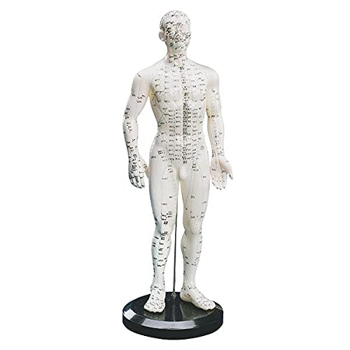 Modelo de acupuntura para hombre, altura: 50 cm aprox.