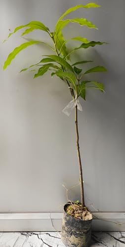 Image of Sweet & Testy Delicious GraftedMahachanok Mango FruitTree plant || For Home Garden Fruit Tree Plant outdoor indoor plant