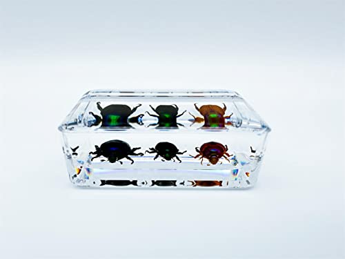 Image of Various Cute Resin Insects, Insect Specimens，Resin Preservation, Resin Amber for Children's Science Education, Collection (Three Little Beetles)
