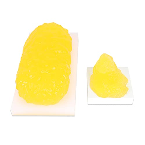VDLLQYN, Modelo de anatomía de grasa de tamaño natural   Modelo de tejido graso   for nutricionista, curso de ciencias anatómicas for estudiantes de medicina, 1,1 lb/5 lb ，Modelos de anatomía