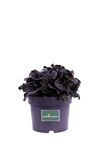 Pianta di Bugola Pianta di Ajuga Reptans Pianta di Erba di San Lorenzo pianta da esterno pianta tappezzante pianta ornamentale pianta vera venduta da eGarden.store (Ajuga Reptans Black Scallop)