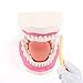 RONTEN Dental Teeth Care Model-Mouth Model for Speech Therapy, Enlarged 6 Times Standard Size, for Both Dental and Speech Therapy Training. Includes Matching Giant Toothbrush